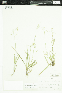 Luzula acuminata image