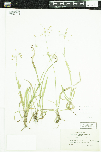 Luzula acuminata image