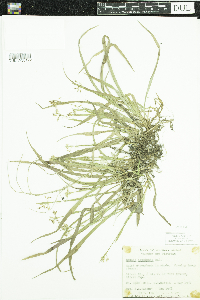 Luzula acuminata image