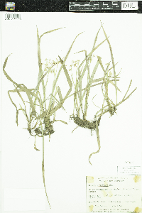 Luzula acuminata image