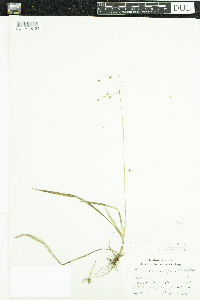 Luzula acuminata image