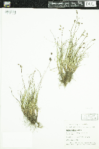 Luzula confusa image