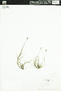 Luzula confusa image