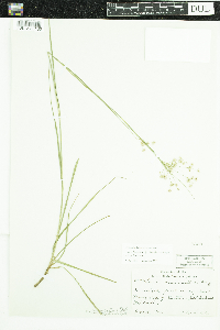 Luzula luzuloides image