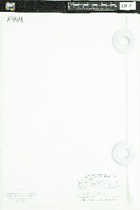 Luzula multiflora image