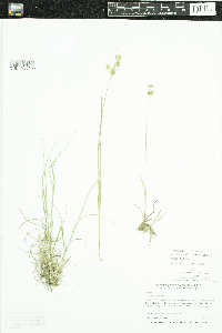 Luzula multiflora image