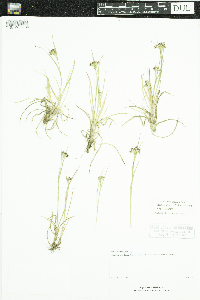 Luzula multiflora image