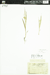 Luzula multiflora image