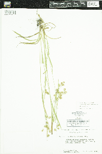 Luzula multiflora image