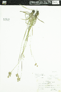 Luzula multiflora image