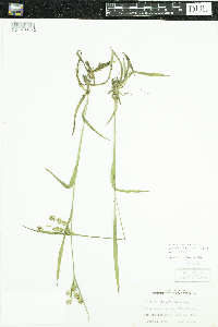 Luzula multiflora image