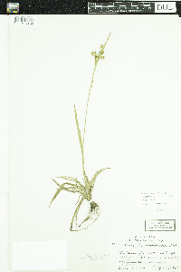 Luzula multiflora image