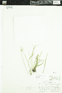 Luzula multiflora image