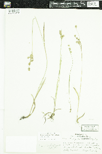 Luzula multiflora image