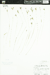 Luzula multiflora image