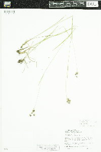Luzula multiflora image