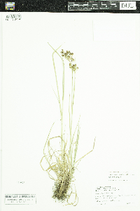 Luzula multiflora image
