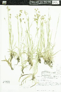 Luzula multiflora image