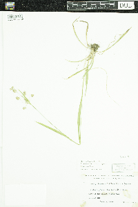 Luzula multiflora image
