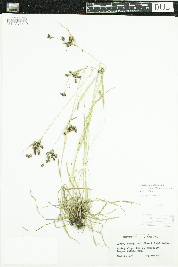 Luzula multiflora image