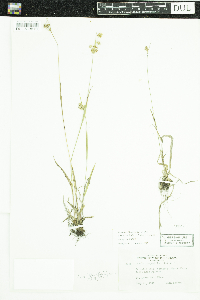 Luzula multiflora image