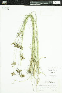 Luzula multiflora image