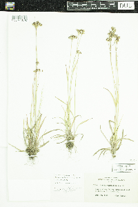 Luzula multiflora image