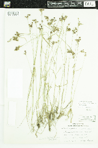 Luzula multiflora image