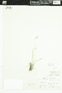Luzula multiflora image