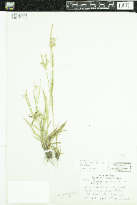 Luzula multiflora image