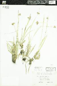 Luzula multiflora image
