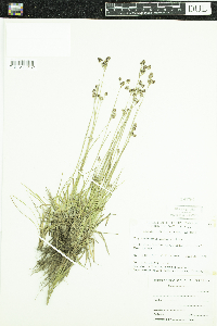 Luzula multiflora image