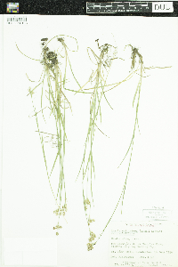 Luzula multiflora image