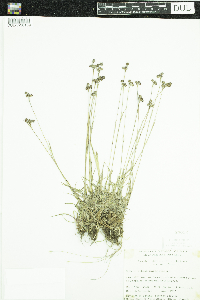 Luzula multiflora image