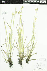 Luzula multiflora image
