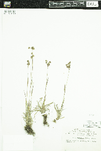 Luzula multiflora image