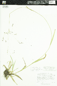 Media resource of Luzula parviflora