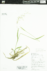 Thumbnail image of current specimen