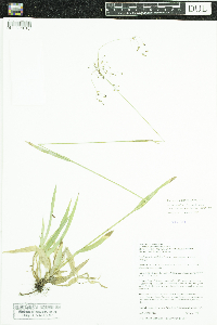 Thumbnail image of current specimen