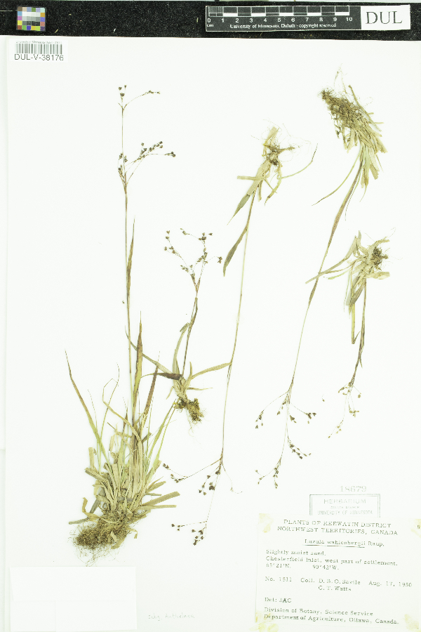 Luzula wahlenbergii image