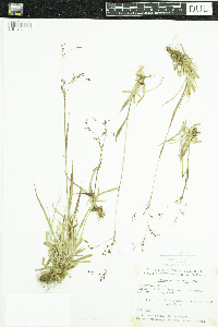 Media resource of Luzula wahlenbergii