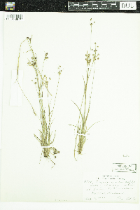 Luzula multiflora image