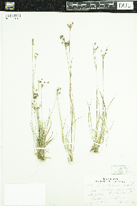 Luzula multiflora image