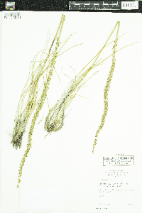 Triglochin maritima image