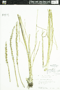 Triglochin maritima image