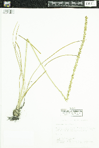 Triglochin maritima image