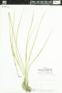 Triglochin maritima image
