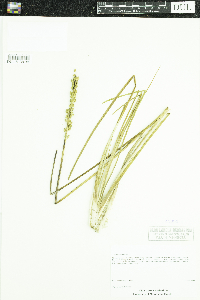 Triglochin maritima image