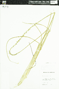 Triglochin maritima image