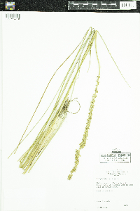 Triglochin maritima image